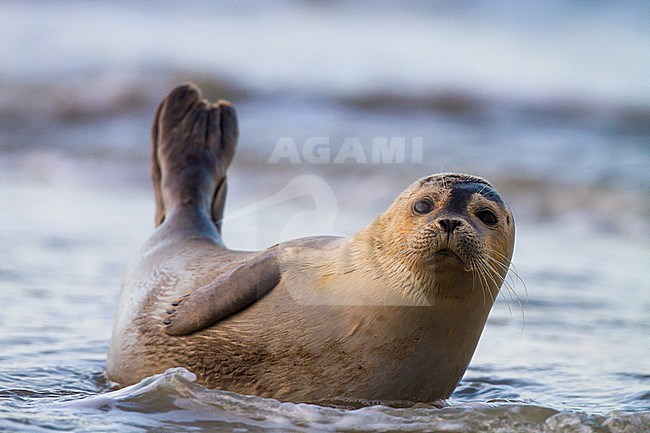 Common Seal, Phoca vitulina, immature animal resting on the beach with high tide at sunset during storm. Portrait of the seal with tail and head raised making eye contact. stock-image by Agami/Menno van Duijn,