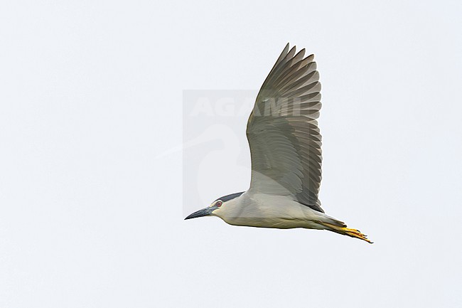 adult Black-crowned Night Heron (Nycticorax nycticorax) in flight, found in Hortobagy National Park in Hungary stock-image by Agami/Mathias Putze,