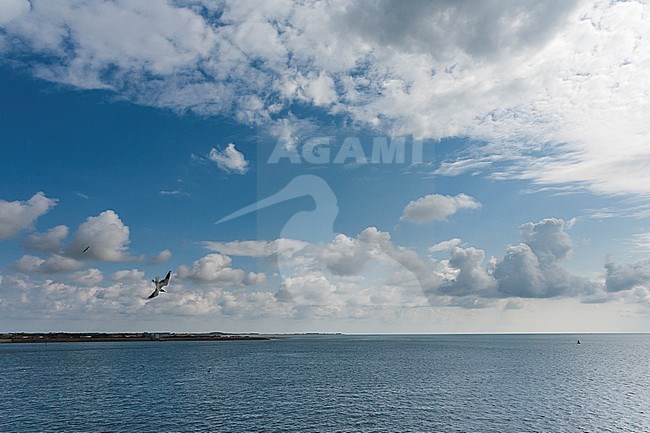 Herring Gull (Larus Argentatus) flying over Wadden Sea at Texel stock-image by Agami/Marc Guyt,