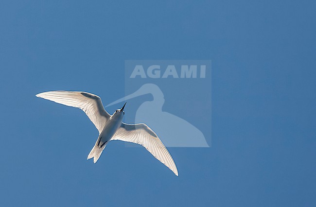Atlantic white tern, Gygis alba alba) in the atlantic ocean. Also known as Fairy tern of White Noddy. stock-image by Agami/Marc Guyt,