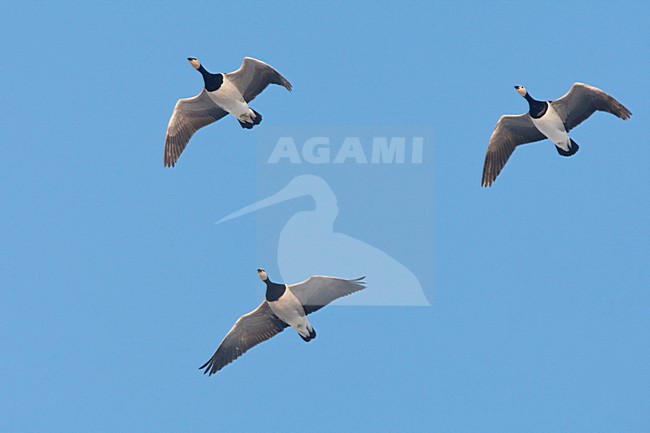 Brandganzen in vlucht Nederland, Barnacle Geese in flight Netherlands stock-image by Agami/Wil Leurs,