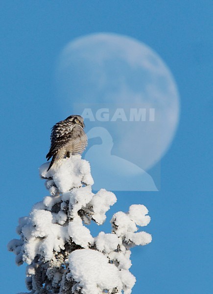 Sperweruil besneeuwde boom; Northern Hawk Owl in tree with snow stock-image by Agami/Markus Varesvuo,