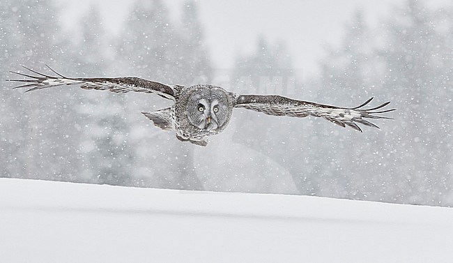 Great Grey Owl (Strix nebulosa) in flight near Kuhmo in northern Finland. stock-image by Agami/Markus Varesvuo,