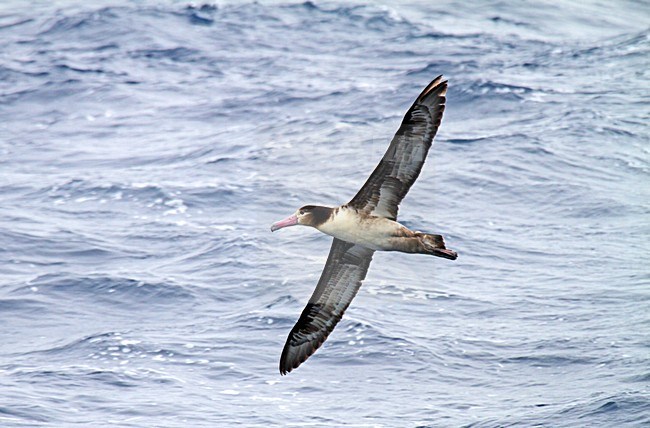 Stellers Albatros; Short-tailed Albatross stock-image by Agami/Pete Morris,