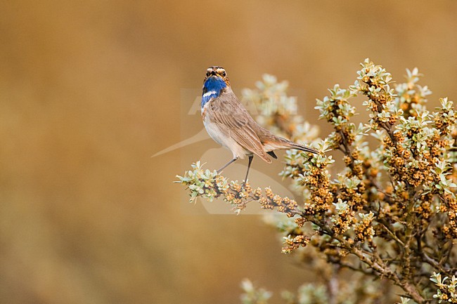 Blauwborst, White-spotted Bluethroat, Luscinia svecica stock-image by Agami/Menno van Duijn,