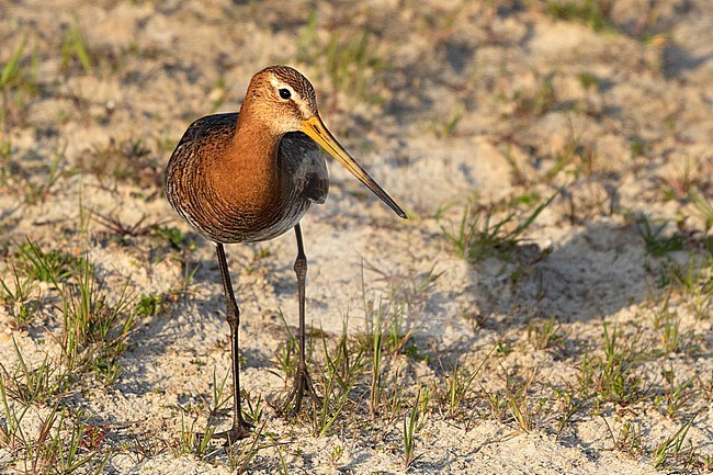 A Black-tailed Godwit is seen close-by on a patch of sandy grass. stock-image by Agami/Jacob Garvelink,
