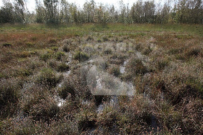 Hoogveen in het Bargerveen; Soggy habitat at Bargerveen stock-image by Agami/Jacques van der Neut,