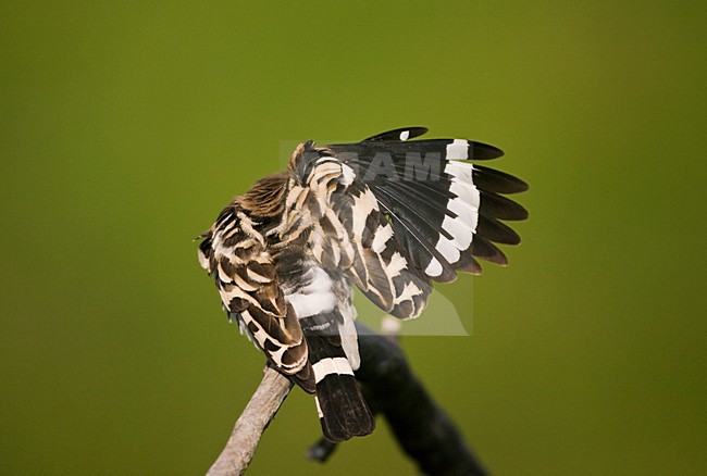 Hop poetsend op een tak; Eurasian Hoopoe preening while perched on a branch stock-image by Agami/Marc Guyt,