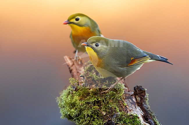 Introduced Red-billed Leiothrix (Leiothrix lutea) in Italy. stock-image by Agami/Daniele Occhiato,