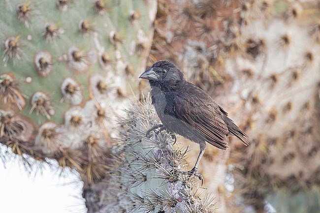 Common Cactus-Finch (Geospiza scandens intermedia) on the Galapagos Islands, part of the Republic of Ecuador. Santa Fe island. stock-image by Agami/Pete Morris,