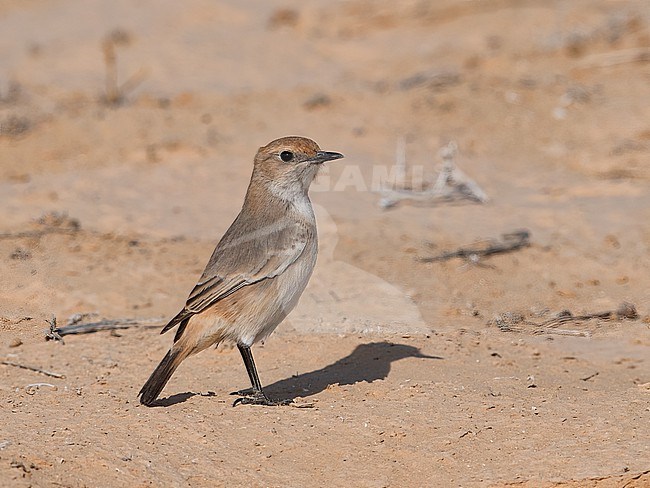 Side view of a young female Red-rumped Wheatear (Oenanthe moesta) standing on the ground.  Israel, Asia stock-image by Agami/Markku Rantala,