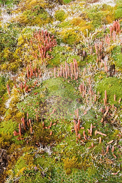 Puna, Papallacta Pass Ecuador stock-image by Agami/Marc Guyt,