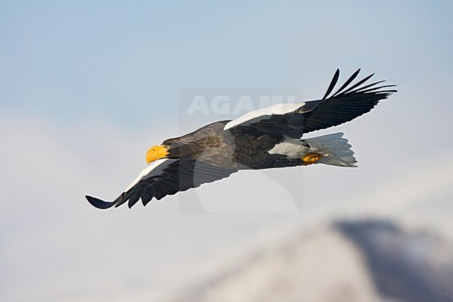 Stellers Sea-eagle, Steller-zeearend, Haliaeetus pelagicus stock-image by Agami/Marc Guyt,