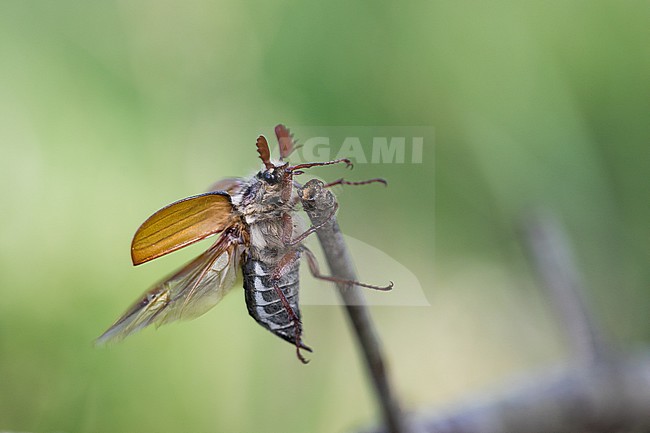 Melolontha melolontha - Maybug - Feld-Maikäfer, Germany (Baden-Württemberg), imago stock-image by Agami/Ralph Martin,