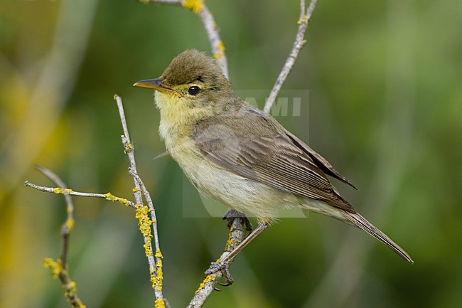 Melodious Warbler perched on a branch; Orpheusspotvogel zittend op een tak stock-image by Agami/Daniele Occhiato,