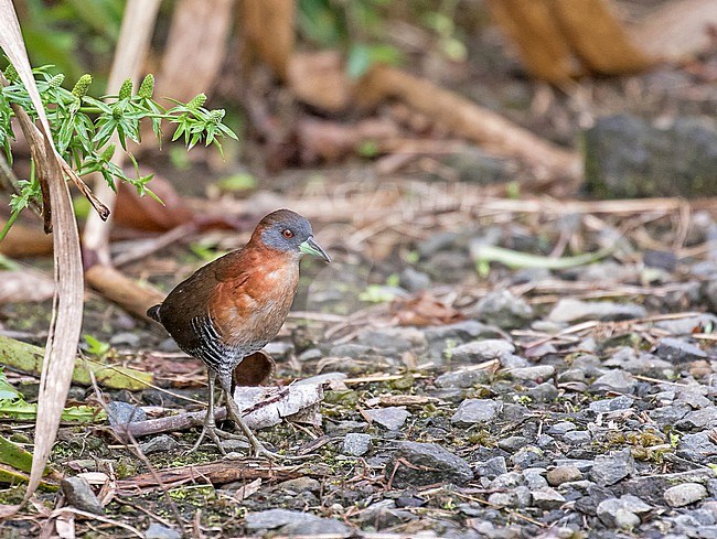 White-throated Crake (Laterallus albigularis) in Costa Rica. Foraging in a creek. stock-image by Agami/Pete Morris,