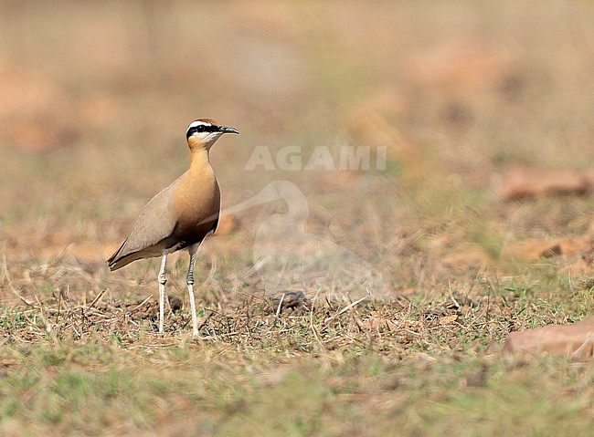Indian Courser, Cursorius coromandelicus, in India. stock-image by Agami/Dani Lopez-Velasco,