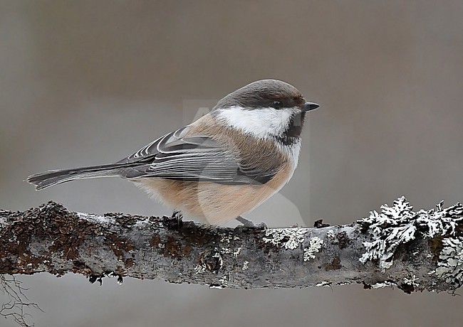  stock-image by Agami/Eduard Sangster,