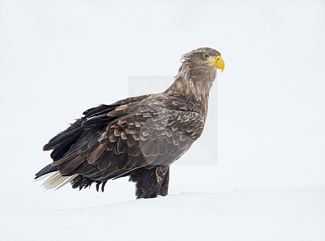 Zeearend zittend in de sneeuw; White-tailed Eagle perched in the snow stock-image by Agami/Markus Varesvuo,