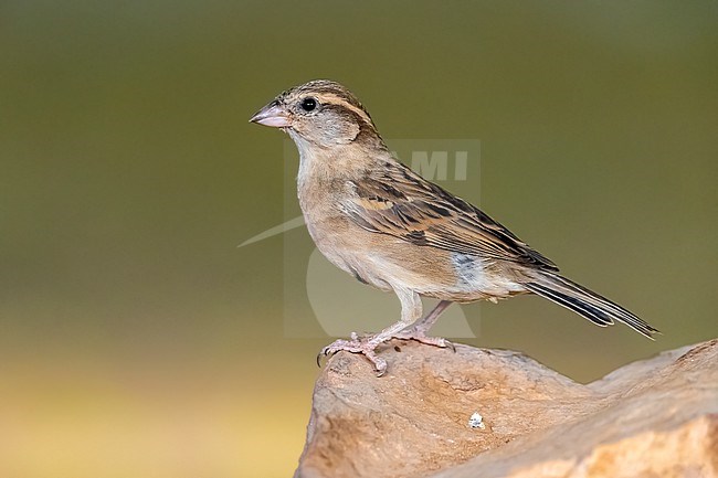 Female House Sparrow (Passer domesticus tingitanus) sitting on the ground in Atar, Mauritania. stock-image by Agami/Vincent Legrand,