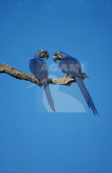 Hyacinth Macaw pair perched; Hyacinthara paar zittend stock-image by Agami/Marc Guyt,