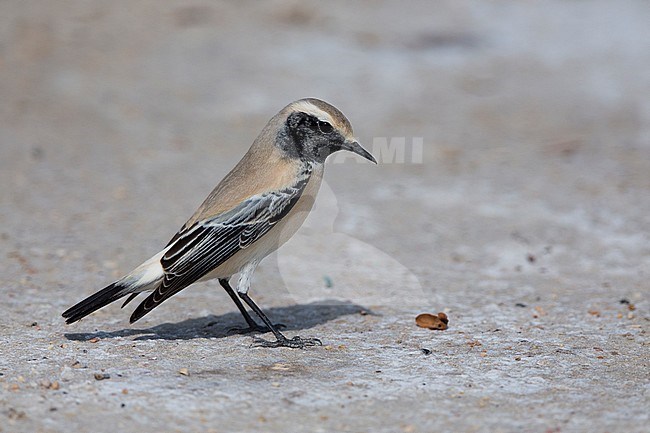 Desert Wheatear (Oenanthe deserti), Standing on the ground, Taqah, Dhofar, Oman stock-image by Agami/Saverio Gatto,