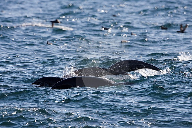 Groep Noordelijke Gladde Dolfijnen; Group of Northern Right Whale Dolhpins stock-image by Agami/Martijn Verdoes,