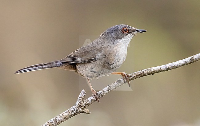 Female Sardinian Warbler, in Spain. Perched on a twig stock-image by Agami/Onno Wildschut,