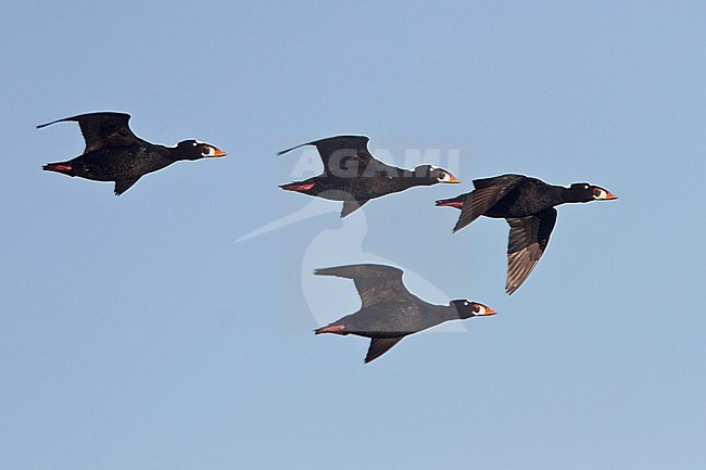 Surf Scoter (Melanitta perspicillata) flying over the Hudson's Bay in Manitoba, Canada. stock-image by Agami/Glenn Bartley,