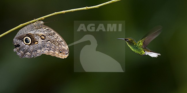Streepstaartkolibrie met nachtuil, Stripe-tailed Hummingbird with Owl Butterfly stock-image by Agami/Bence Mate,