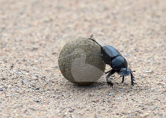 Dung beetle species (Scarabaeus winkleri) Rolling a piece of dung. Dung beetles or 
