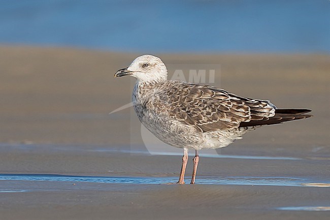 1st year
Galveston Co., TX
April 2023 stock-image by Agami/Brian E Small,