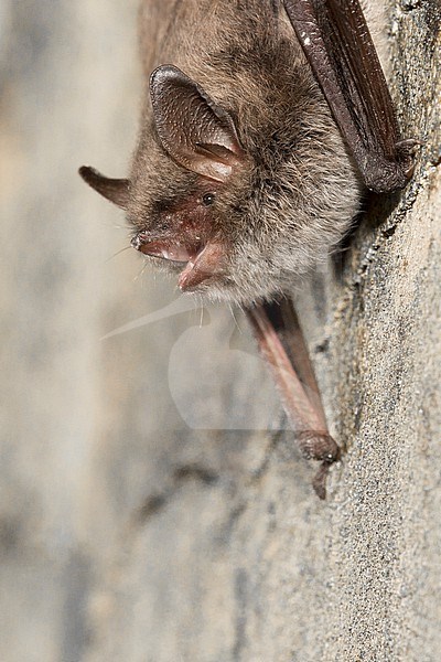 Brandt's bat, Myotis brandtii stock-image by Agami/Theo Douma,