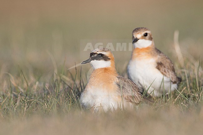 Lesser Sand Plover - Mongolenregenpfeifer - Charadrius mongolus ssp. pamirensis, Kyrgyzstan, adult male and female stock-image by Agami/Ralph Martin,