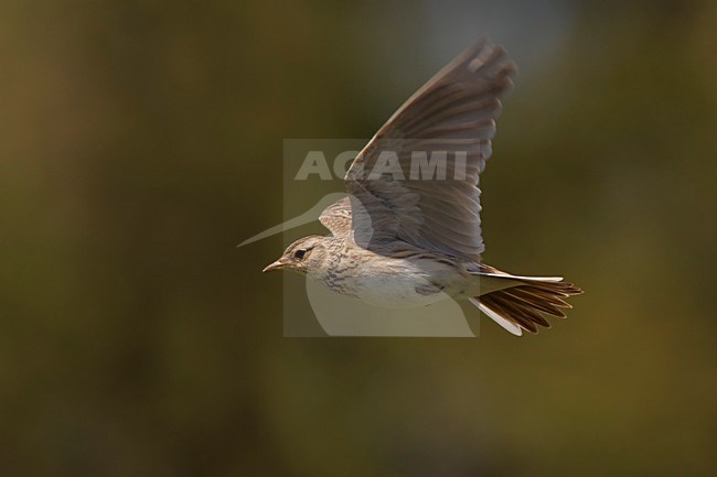 Veldleeuwerik in de vlucht; Eurasian Skylark in flight stock-image by Agami/Daniele Occhiato,