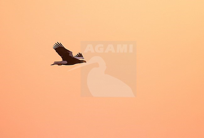 Steller's Sea Eagle, Haliaeetus pelagicus, wintering at Rauso, Hokkaido, Japan. stock-image by Agami/Pete Morris,