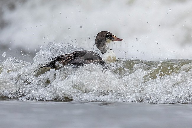 2ca male hybrid, Eider Common Eider (Somateria mollissima) x King Eider (Somateria spectabilis) swimming close to shore in Knokke, West Flanders, Belgium. stock-image by Agami/Vincent Legrand,