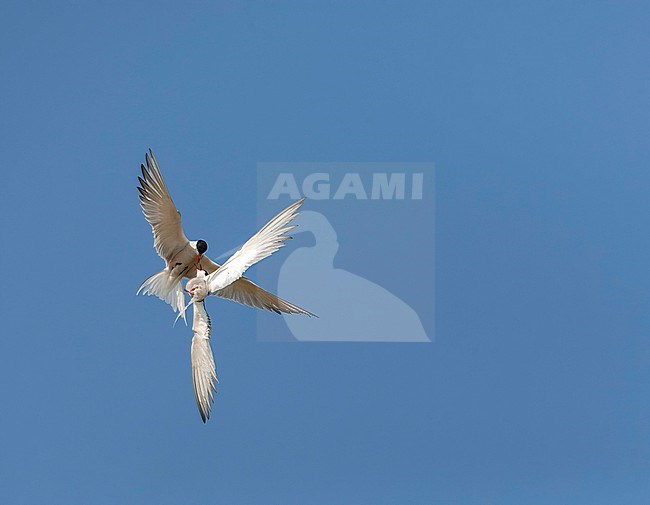 Common Tern (Sterna hirundo) on Wadden island Texel in the Netherlands. Two terns fighting mid air. stock-image by Agami/Marc Guyt,