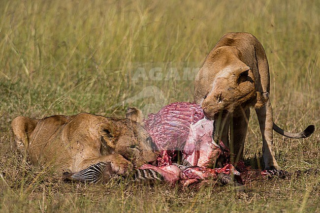 Lionesses , Panthera leo, feeding on a zebra kill. stock-image by Agami/Sergio Pitamitz,