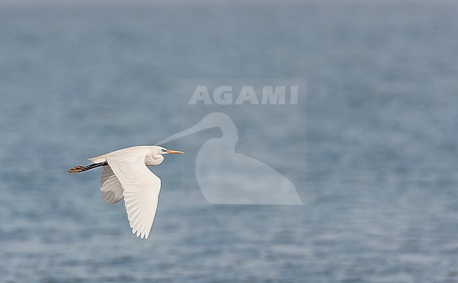 Chinese Egret (Egretta eulophotes) at Happy Island in eastern China during spring. stock-image by Agami/Marc Guyt,