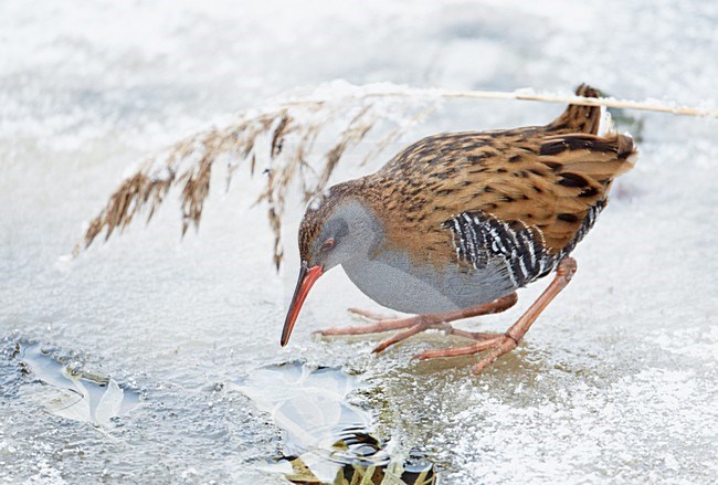 Waterral foeragerend in bevroren sloot; Water Rail foraging on frozen ditch stock-image by Agami/Markus Varesvuo,