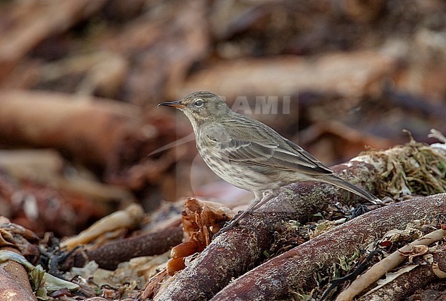 Rock Pipit (Anthus petrosus) on Ouessant Island in France. Standing on washed up seaweed. stock-image by Agami/Rafael Armada,
