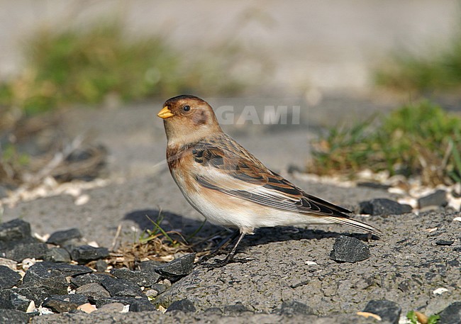 Snow Bunting; Sneeuwgors; Plectrophenax nivalis stock-image by Agami/Arie Ouwerkerk,