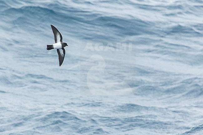 Gough Black-bellied Storm-Petrel (Fregetta tropica melanoleuca) in the Southern Atlantic Ocean, around the Tristan da Cunha and Gough islands. Also called White-bellied Black-bellied Storm Petrel. stock-image by Agami/Martijn Verdoes,