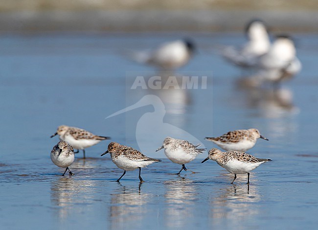 Sanderlings (Calidris alba) on the North Sea beach of Katwijk, Netherlands. stock-image by Agami/Marc Guyt,