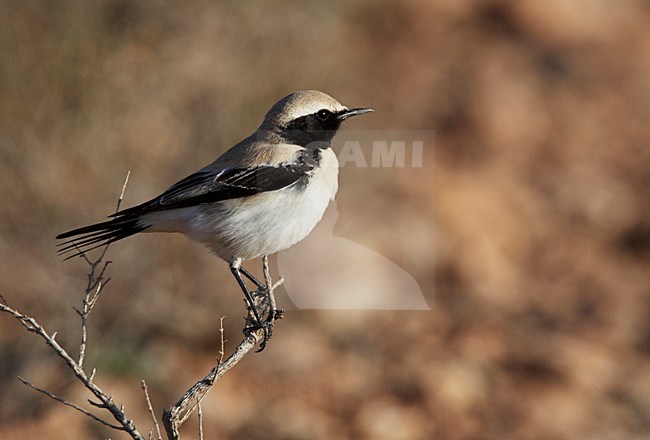 Mannetje Woestijntapuit zittend in struikje; Male Desert Wheatear perched in top of scrub stock-image by Agami/Markus Varesvuo,