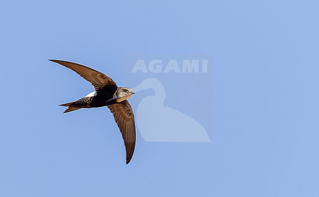 Horus Swift (Apus horus) in flight in Africa. stock-image by Agami/Ian Davies,
