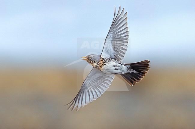 Fieldfare (Turdus pilaris) in Norway. stock-image by Agami/Daniele Occhiato,