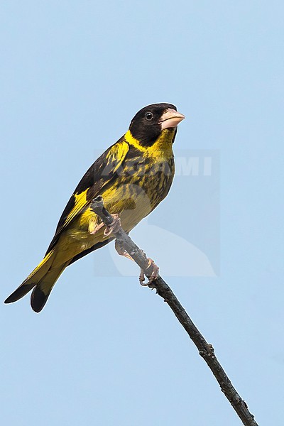 Vietnamese Greenfinch (Chloris monguilloti) Perched on a branch in Vietnam stock-image by Agami/Dubi Shapiro,