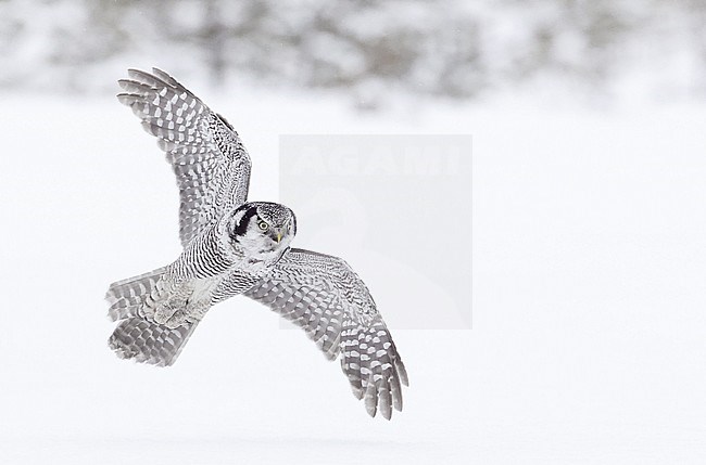 Hunting Northern Hawk Owl (Surnia ulula) in a white taiga forest in Finland during a cold winter. stock-image by Agami/Markus Varesvuo,